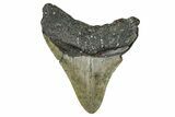 Serrated, Fossil Megalodon Tooth - North Carolina #340863-1